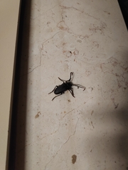 Prionus besikanus