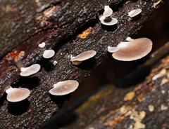 Pleurotus purpureo-olivaceus