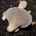 Pleurotus purpureo-olivaceus - Photo (c) Reiner Richter, some rights reserved (CC BY-NC-SA), uploaded by Reiner Richter