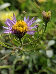 Erigeron blochmaniae