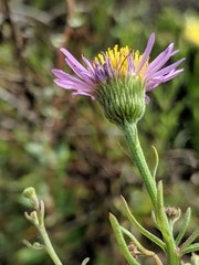 Erigeron blochmaniae