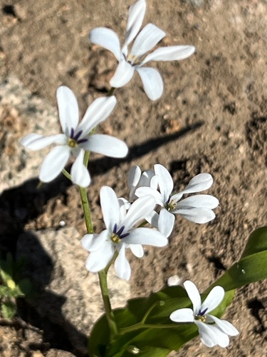 Image of Tecophilaea violiflora by (c) Ben Lyle Bedard, some rights reserved (CC BY)