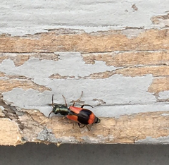 Anthocomus equestris