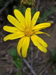 Heteranthemis viscidehirta
