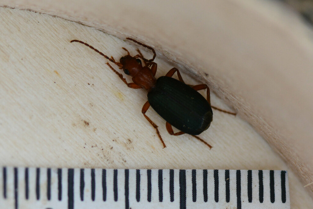 Bombadier Beetle
