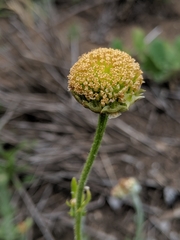 Heteranthemis viscidehirta