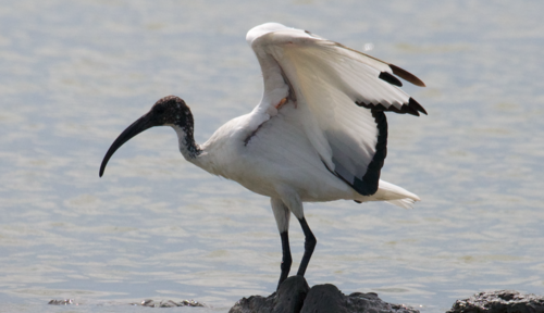 Ibis sagrado (Threskiornis aethiopicus)