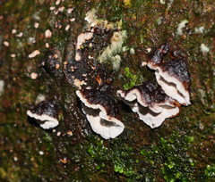 Datronia brunneoleuca