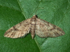Eufidonia notataria