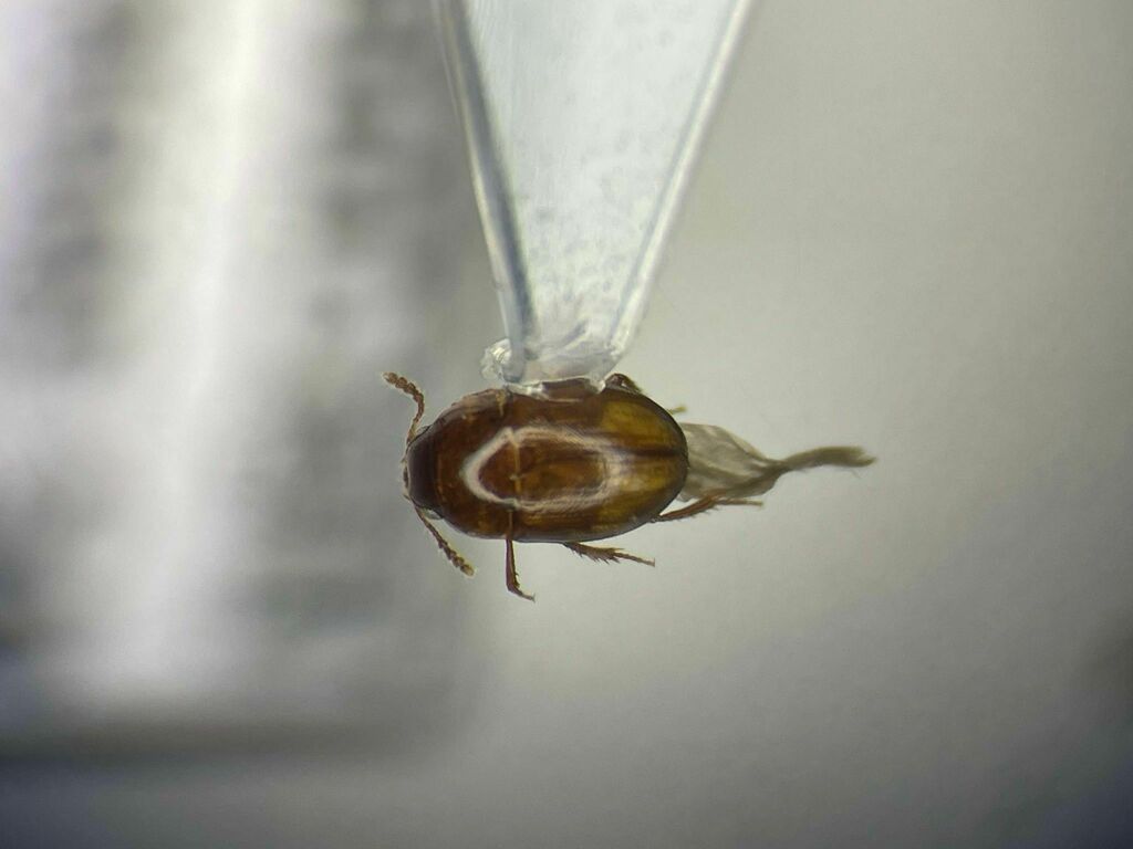 Leiodes pygmaea