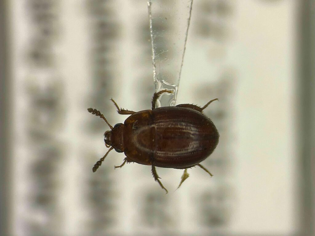 Leiodes subtilicornis