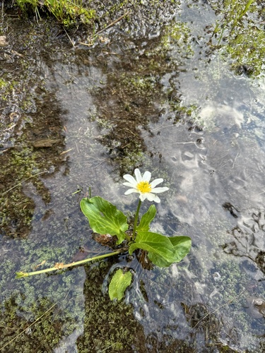 Image of Caltha leptosepala by (c) Kenzie Anderson-Bell, some rights reserved (CC BY)
