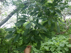 Sideroxylon capiri tempisque