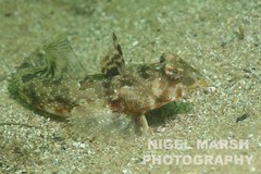 Synchiropus calauropomus