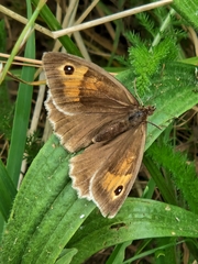 Meadow Brown