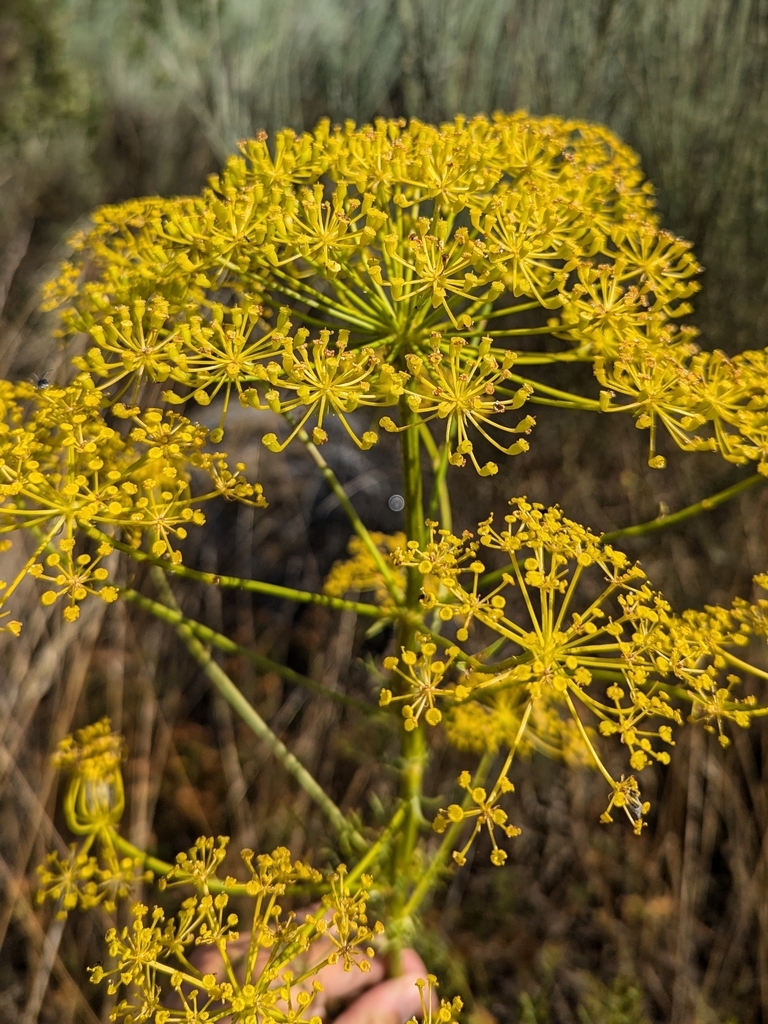 Dill plants growing in a herb bed