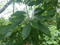 Sideroxylon capiri tempisque