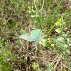 Callophrys affinis