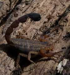 Tityus columbianus