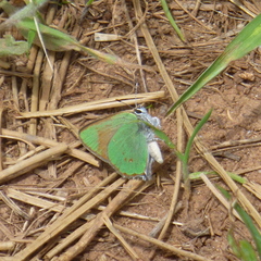 Callophrys affinis