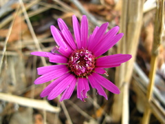 Onoseris purpurata