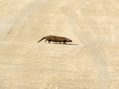Galictis cuja