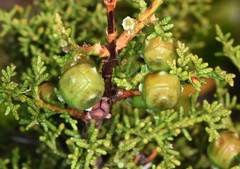 Cupressus pygmaea
