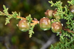 Cupressus pygmaea