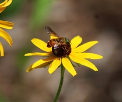 Esenbeckia incisuralis