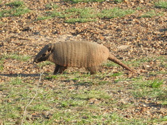 Euphractus sexcinctus