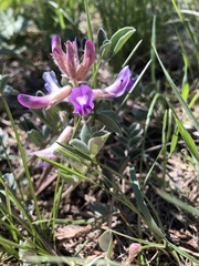 Astragalus shortianus