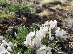 Oxytropis peschkovae