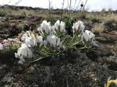 Oxytropis peschkovae
