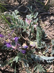 Astragalus shortianus