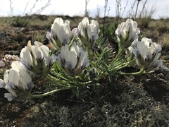 Oxytropis peschkovae