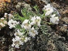 Oxytropis peschkovae