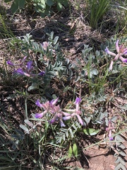 Astragalus shortianus