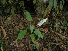 Onoseris purpurata