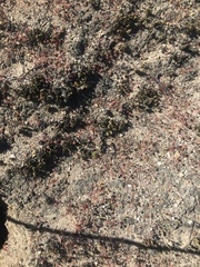 Eriogonum nortonii