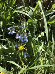 Mertensia lanceolata