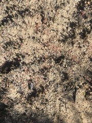 Eriogonum nortonii