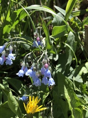Mertensia lanceolata
