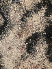 Eriogonum nortonii