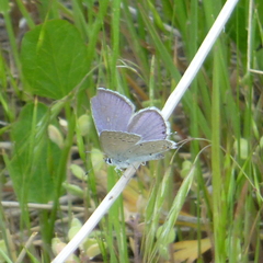 Cupido amyntula