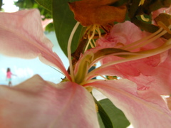 Bauhinia