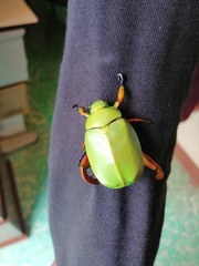 Chrysina macropus