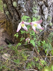 Clematis occidentalis