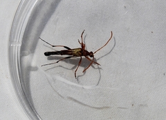 Strangalia virilis