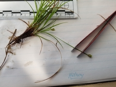 Carex deflexa