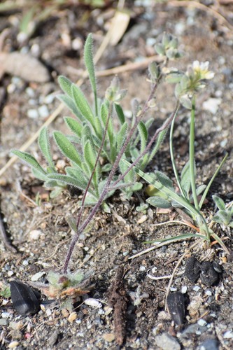 Image of Draba yukonensis by (c) Syd Cannings, some rights reserved (CC BY)